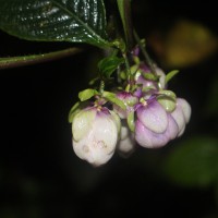 Strobilanthes lupulina Nees